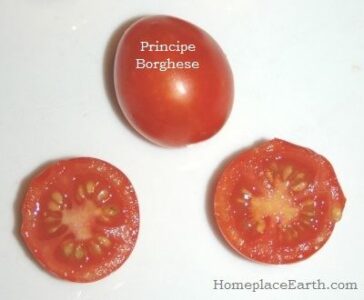 Planning for Seed Saving Image